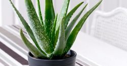 Aloe Vera Nasıl Yetişir? Faydaları Nelerdir?